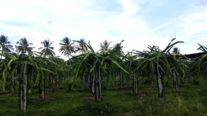 Dragon fruit cultivation